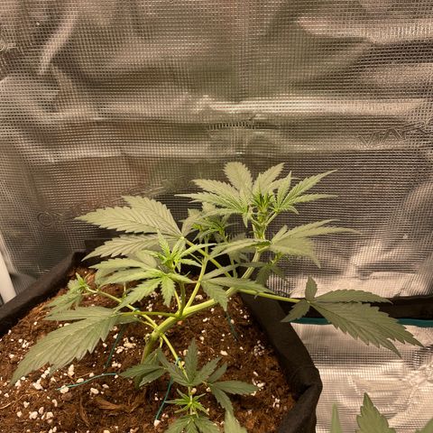 Auto Blueberry growlog timeline photo