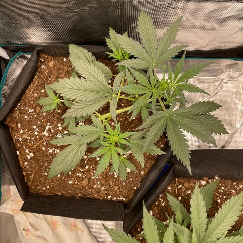 Auto Blueberry growlog timeline photo