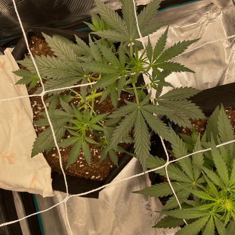 Auto Blueberry growlog timeline photo