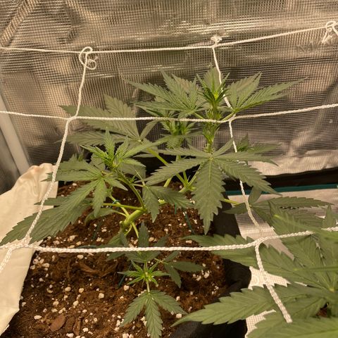 Auto Blueberry growlog timeline photo