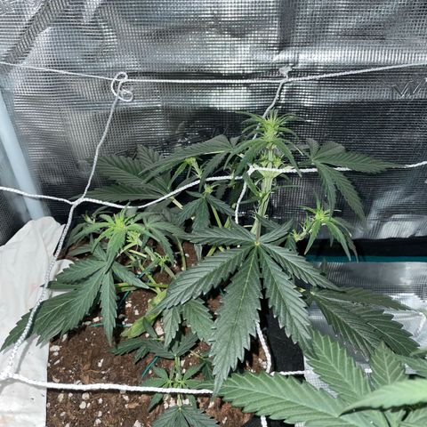 Auto Blueberry growlog timeline photo
