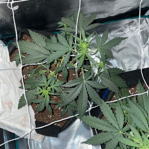 Auto Blueberry growlog timeline photo