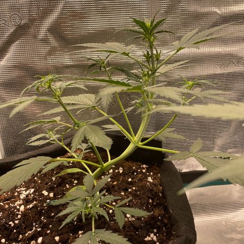Auto Blueberry growlog timeline photo