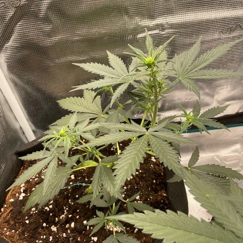 Auto Blueberry growlog timeline photo