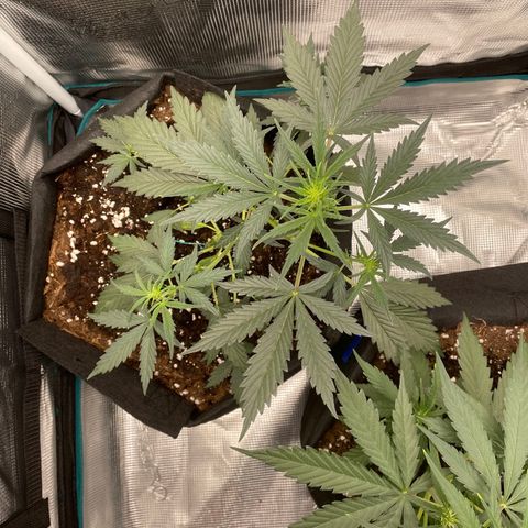 Auto Blueberry growlog timeline photo