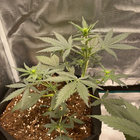 Auto Blueberry growlog timeline photo