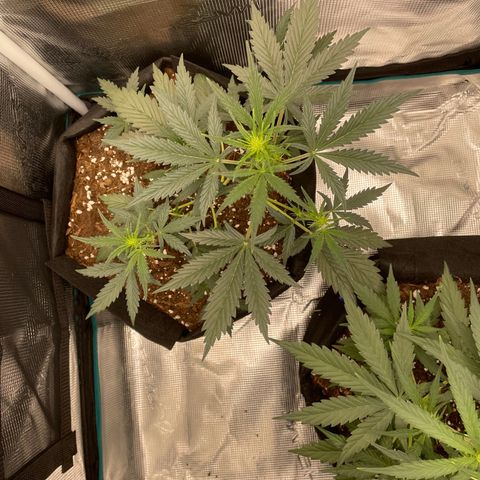 Auto Blueberry growlog timeline photo