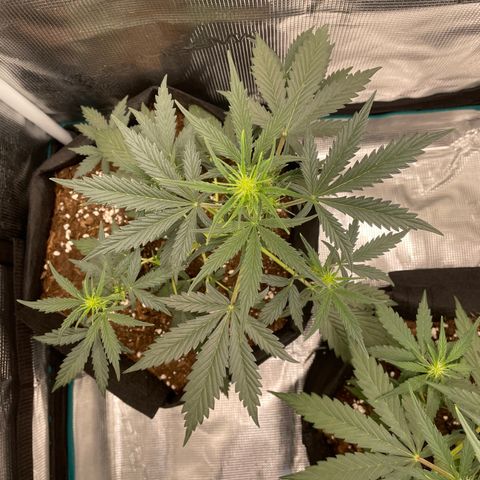 Auto Blueberry growlog timeline photo