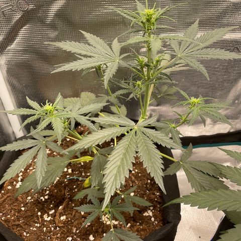 Auto Blueberry growlog timeline photo