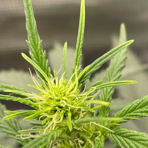 Auto Blueberry growlog timeline photo