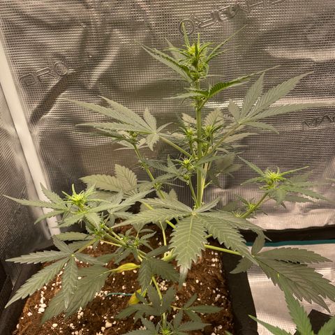 Auto Blueberry growlog timeline photo