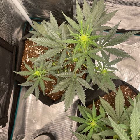 Auto Blueberry growlog timeline photo