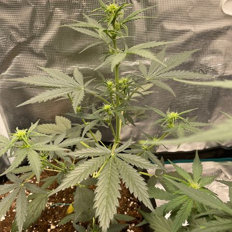 Auto Blueberry growlog timeline photo