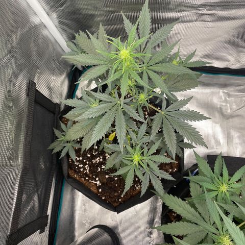 Auto Blueberry growlog timeline photo