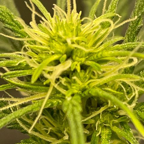 Auto Blueberry growlog timeline photo