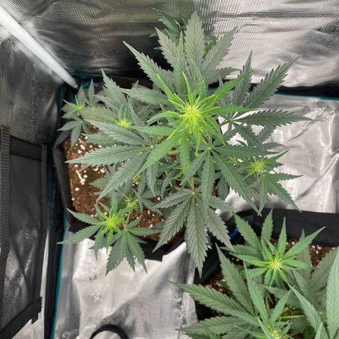 Auto Blueberry growlog timeline photo