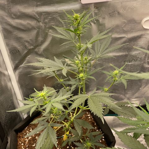 Auto Blueberry growlog timeline photo