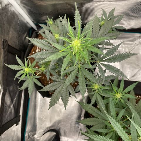 Auto Blueberry growlog timeline photo