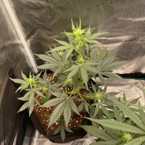 Auto Blueberry growlog timeline photo