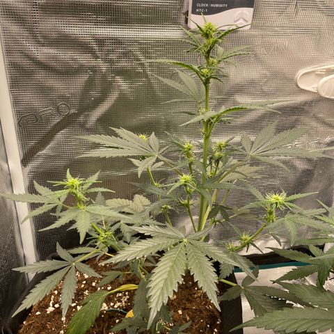 Auto Blueberry growlog timeline photo