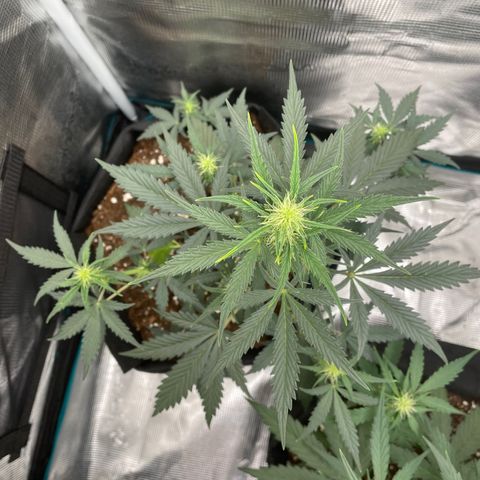 Auto Blueberry growlog timeline photo