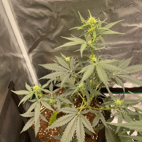 Auto Blueberry growlog timeline photo