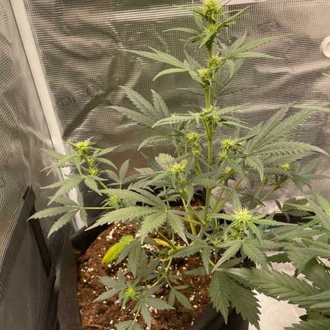 Auto Blueberry growlog timeline photo