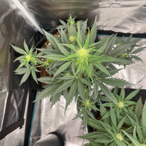 Auto Blueberry growlog timeline photo