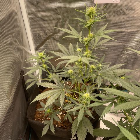 Auto Blueberry growlog timeline photo