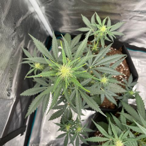 Auto Blueberry growlog timeline photo