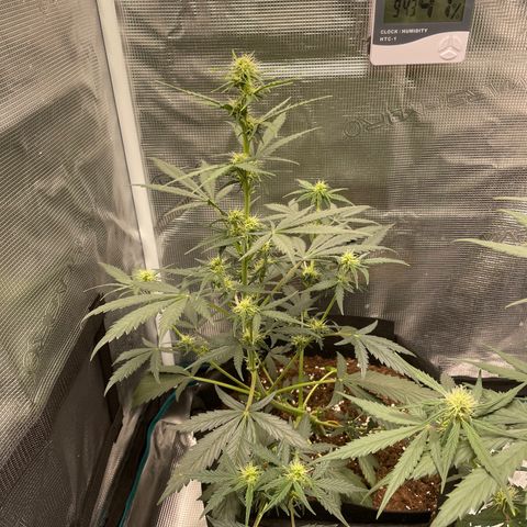 Auto Blueberry growlog timeline photo