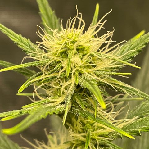 Auto Blueberry growlog timeline photo