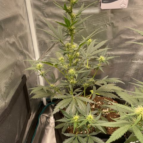 Auto Blueberry growlog timeline photo