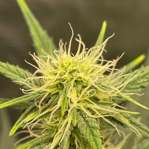 Auto Blueberry growlog timeline photo