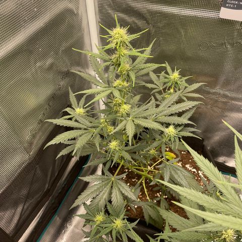 Auto Blueberry growlog timeline photo
