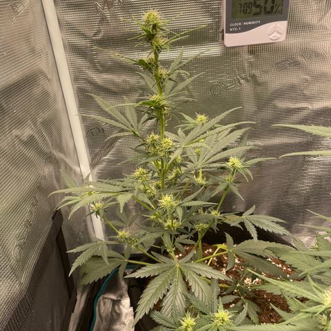 Auto Blueberry growlog timeline photo