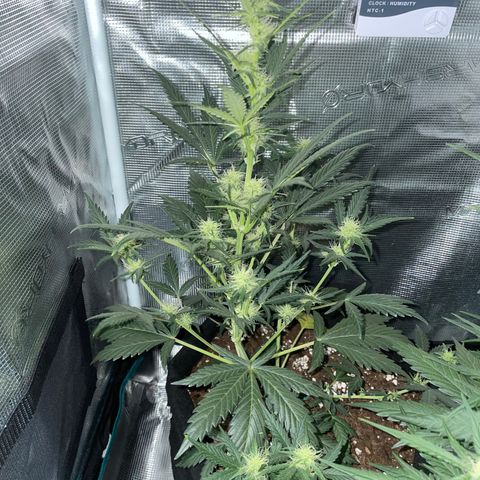 Auto Blueberry growlog timeline photo