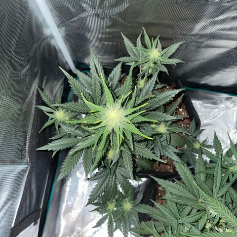 Auto Blueberry growlog timeline photo
