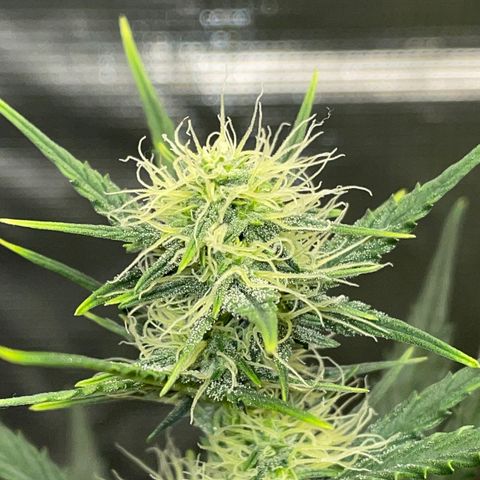 Auto Blueberry growlog timeline photo