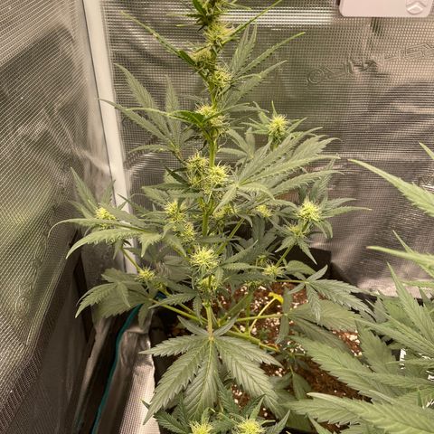 Auto Blueberry growlog timeline photo