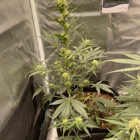 Auto Blueberry growlog timeline photo