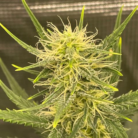 Auto Blueberry growlog timeline photo