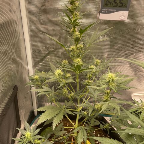 Auto Blueberry growlog timeline photo