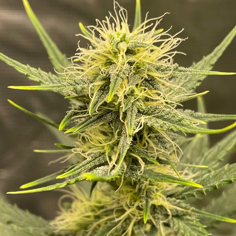 Auto Blueberry growlog timeline photo