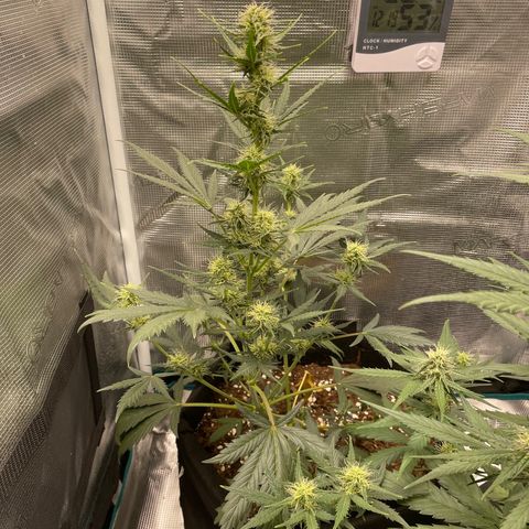 Auto Blueberry growlog timeline photo