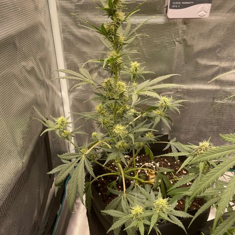 Auto Blueberry growlog timeline photo