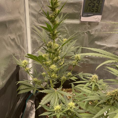 Auto Blueberry growlog timeline photo