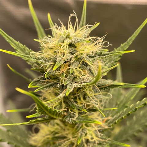 Auto Blueberry growlog timeline photo
