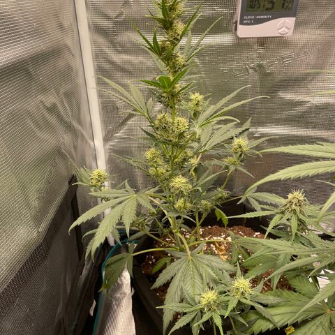 Auto Blueberry growlog timeline photo