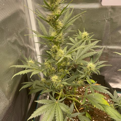 Auto Blueberry growlog timeline photo